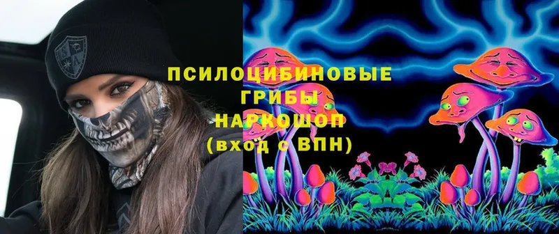 закладка  Воскресенск  Галлюциногенные грибы Psilocybe 